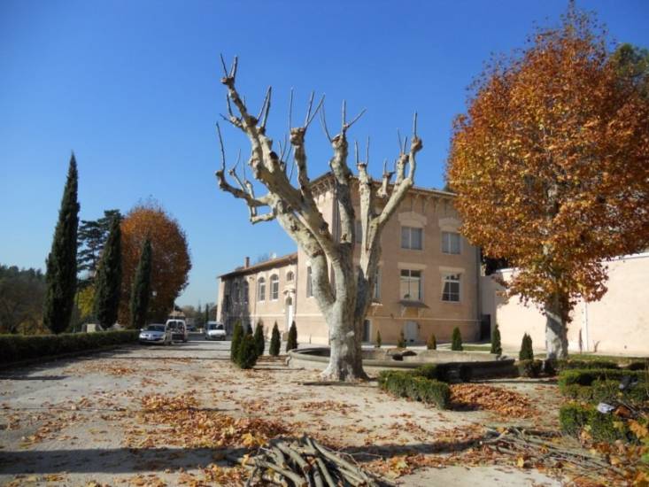 Elagage d'arbre, platane par Romain Rouvier, paysagiste à Fuveau.