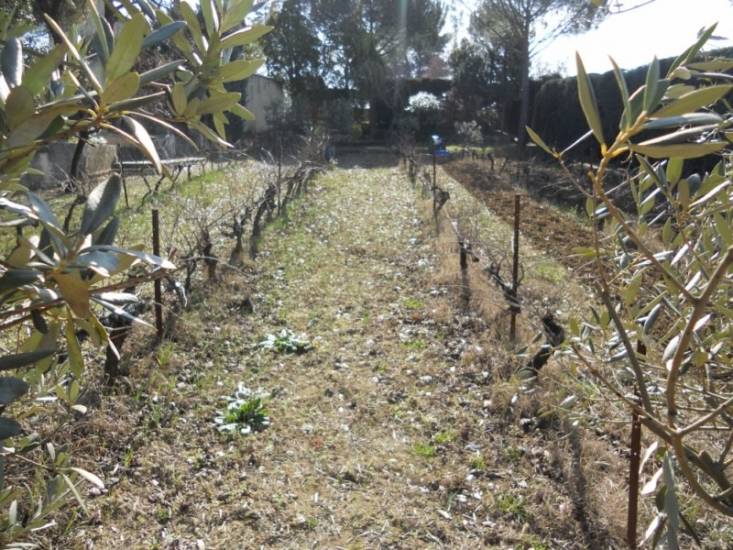 Motobinage d'une parcelle de vigne par paysagiste Aix en Provence Rouvier Romain.